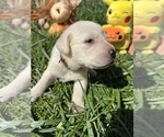Small #8 Labrador Retriever