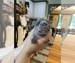 Small Photo #2 French Bulldog Puppy For Sale in CAMDEN, DE, USA