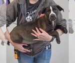 Small #2 American Staffordshire Terrier Mix