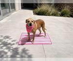 Small Photo #3 Boxador Puppy For Sale in Orange, CA, USA