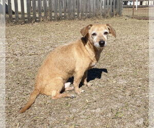 Kirby - Male Dachshund-Unknown Mix Dog for Adoption - Photo #4