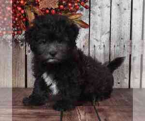 Zuchon Puppy for sale in MOUNT VERNON, OH, USA