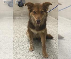 Australian Shepherd-Unknown Mix Dogs for adoption in Conroe, TX, USA