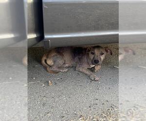 American Pit Bull Terrier Dogs for adoption in Bakersfield, CA, USA
