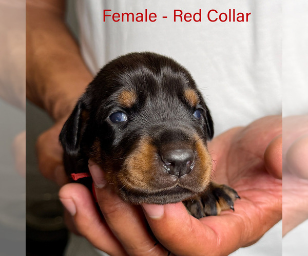 Medium Photo #4 Doberman Pinscher Puppy For Sale in LAKELAND, FL, USA