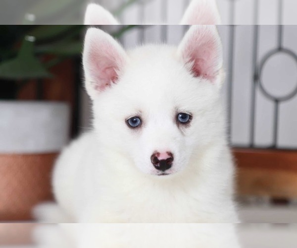 Medium Photo #3 Pomsky Puppy For Sale in NAPLES, FL, USA