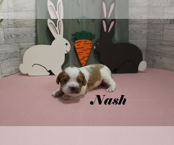 Medium Photo #2 Cavalier King Charles Spaniel Puppy For Sale in CHANUTE, KS, USA