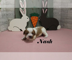Small #1 Cavalier King Charles Spaniel