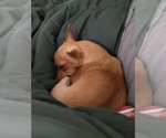 Small #4 Chihuahua