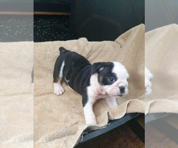 Medium Photo #4 English Bulldog Puppy For Sale in NORFOLK, VA, USA