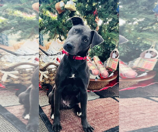 Medium Photo #1 Labrador Retriever-Unknown Mix Puppy For Sale in Mundelein, IL, USA