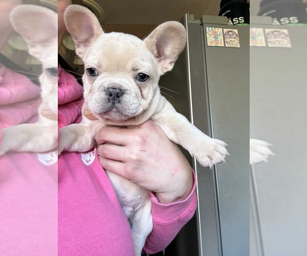 Medium Photo #7 French Bulldog Puppy For Sale in SUSSEX, WI, USA