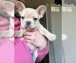Small #6 French Bulldog