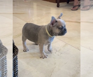 French Bulldog Puppy for sale in MIAMI, FL, USA