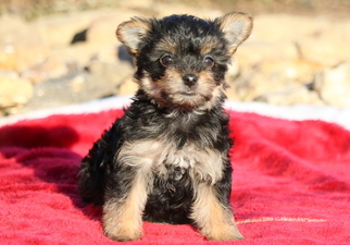 Morkie Puppy for sale in MOUNT JOY, PA, USA