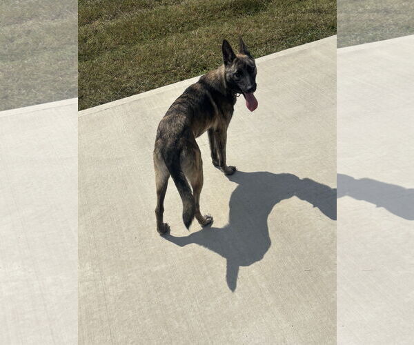 Medium Photo #4 German Shepherd Dog Puppy For Sale in La Grange , NC, USA