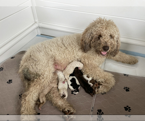 Mother of the Poodle (Miniature)-Saint Berdoodle Mix puppies born on 11/14/2021
