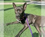 Small #3 Australian Kelpie-Labrador Retriever Mix