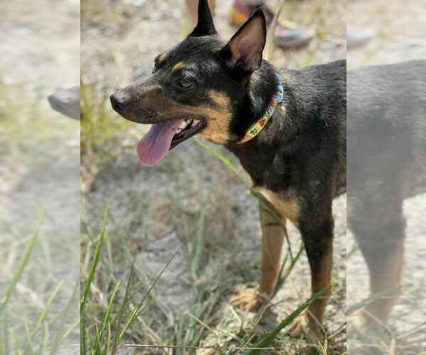 Medium Photo #3 Mutt Puppy For Sale in Evansville, IN, USA