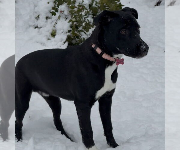 Medium Photo #6 Mutt Puppy For Sale in Boston, MA, USA