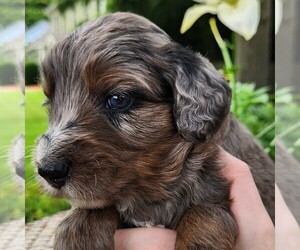 F2 Aussiedoodle Puppy for sale in COLUMBIA, TN, USA