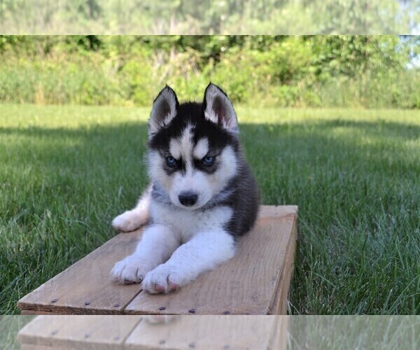 Medium Photo #5 Siberian Husky Puppy For Sale in GOSHEN, IN, USA