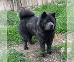 Small #2 Chow Chow