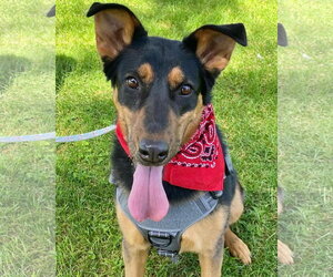 Keary - Female German Shepherd Dog Dog for Adoption - Photo #9