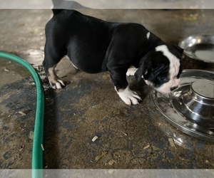 American Bully Puppy for Sale in CORLISS, Pennsylvania USA