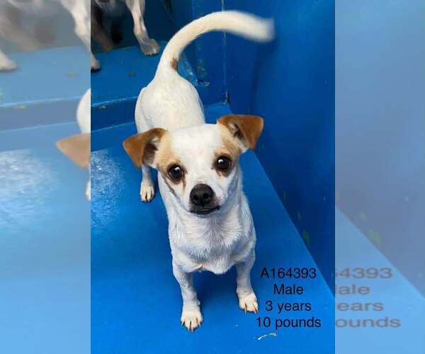 Medium Photo #1 Chihuahua-Unknown Mix Puppy For Sale in Calgary, Alberta, Canada