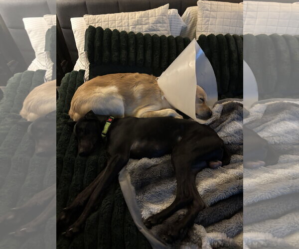 Medium Photo #11 Doberman Pinscher Puppy For Sale in Minneaoplis, MN, USA