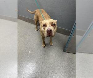 American Pit Bull Terrier-Unknown Mix Dogs for adoption in Las Vegas, NV, USA