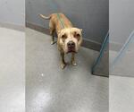 Small American Pit Bull Terrier Mix