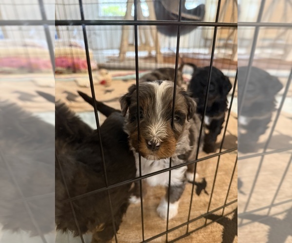 Medium Photo #3 Aussie-Poo-Bernedoodle Mix Puppy For Sale in LEXINGTON, SC, USA