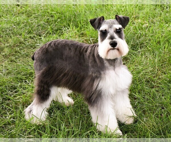 Medium Photo #1 Schnauzer (Miniature) Puppy For Sale in SYRACUSE, IN, USA