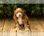 Small Photo #12 Cocker Spaniel Puppy For Sale in NAPPANEE, IN, USA