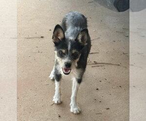 Mutt Dogs for adoption in Grafton, WI, USA
