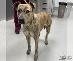 Small #1 Mutt