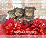 Small Photo #1 Yorkshire Terrier Puppy For Sale in ESCONDIDO, CA, USA