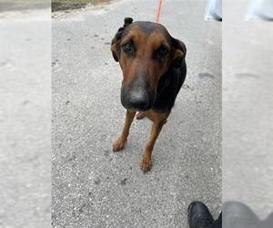 German Shepherd Dog-Unknown Mix Dogs for adoption in Houston, TX, USA