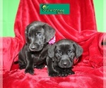 Small Photo #5 Goldmaraner Puppy For Sale in LIVE OAK, FL, USA