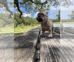 Small Photo #4 French Bulldog Puppy For Sale in LAUD LAKES, FL, USA