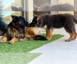 Small #17 German Shepherd Dog