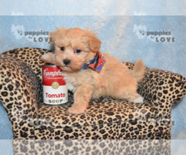 Medium Photo #2 Maltipoo-Poodle (Toy) Mix Puppy For Sale in SANGER, TX, USA