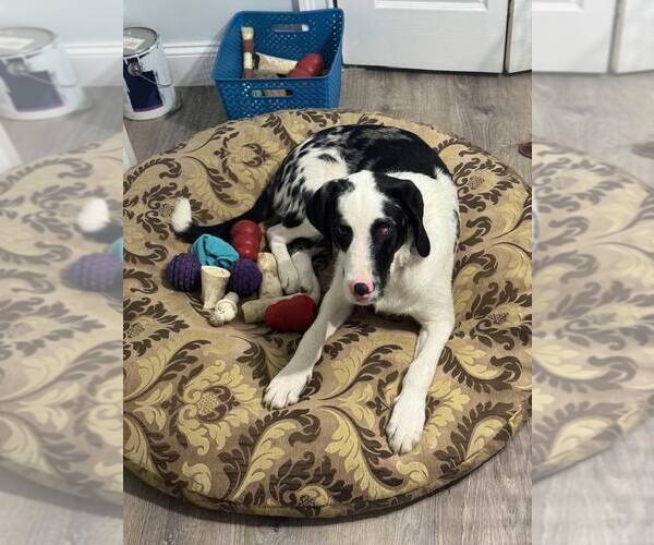 Medium Photo #2 Australian Shepherd-Unknown Mix Puppy For Sale in Woodbury, NY, USA