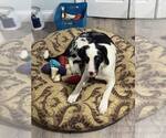 Small #1 Australian Shepherd Mix
