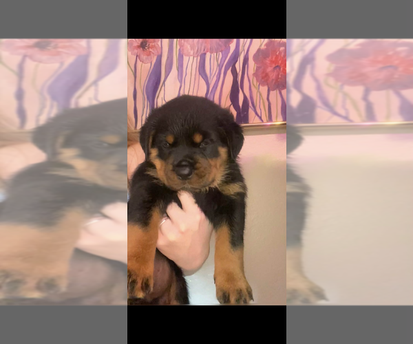 Medium Photo #1 Rottweiler Puppy For Sale in POMPANO BEACH, FL, USA