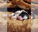 Small #1 Sheepadoodle