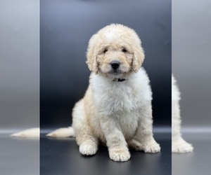 Poodle (Standard) Puppy for sale in MARYVILLE, MO, USA