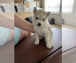 Small Photo #2 Siberian Husky Puppy For Sale in KISSIMMEE, FL, USA